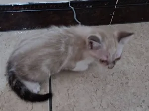 Gato raça SRD-ViraLata idade 2 a 6 meses nome Gato