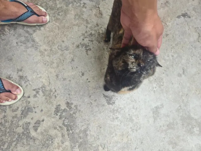 Gato raça SRD-ViraLata idade 3 anos nome Linda