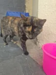 Linda