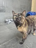 Linda