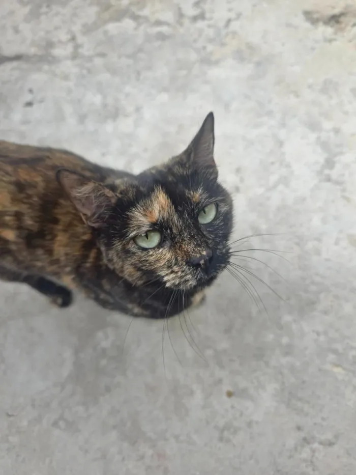 Gato raça SRD-ViraLata idade 3 anos nome Linda