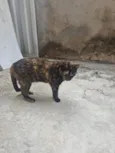 Linda