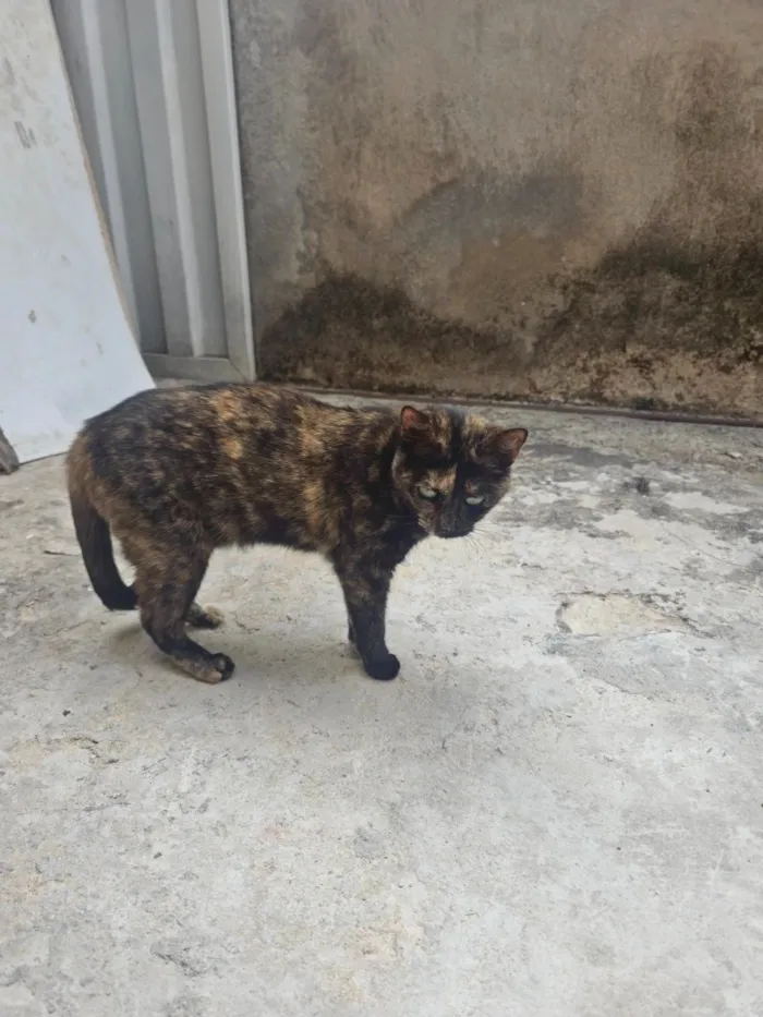 Gato raça SRD-ViraLata idade 3 anos nome Linda