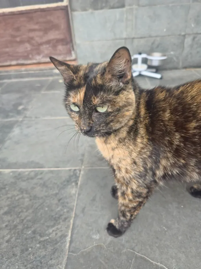 Gato raça SRD-ViraLata idade 3 anos nome Linda