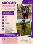 Pandora