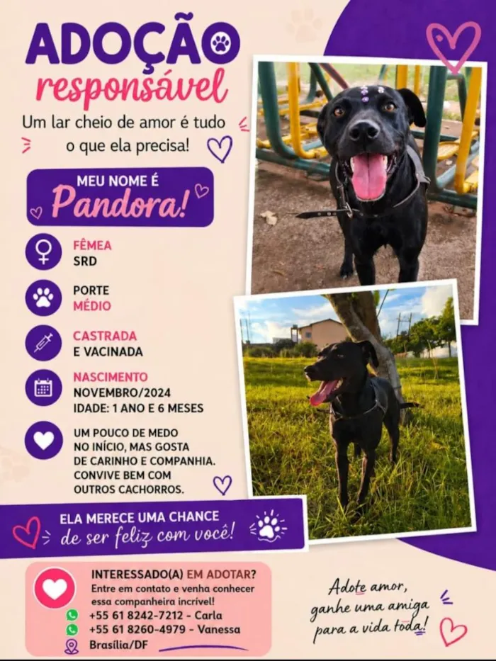Cachorro raça SRD-ViraLata idade 1 ano nome Pandora
