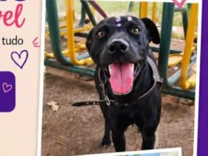 Cachorro raça SRD-ViraLata idade 1 ano nome Pandora