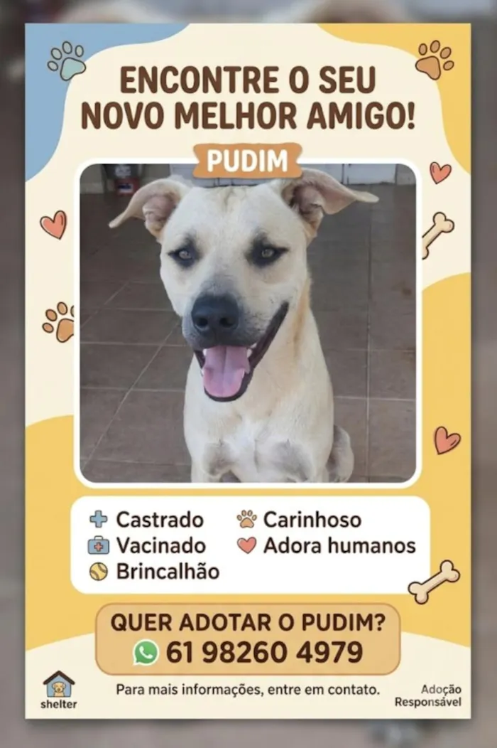 Cachorro raça SRD-ViraLata idade 1 ano nome Pudim