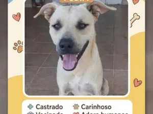 Cachorro raça SRD-ViraLata idade 1 ano nome Pudim