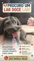 Duque