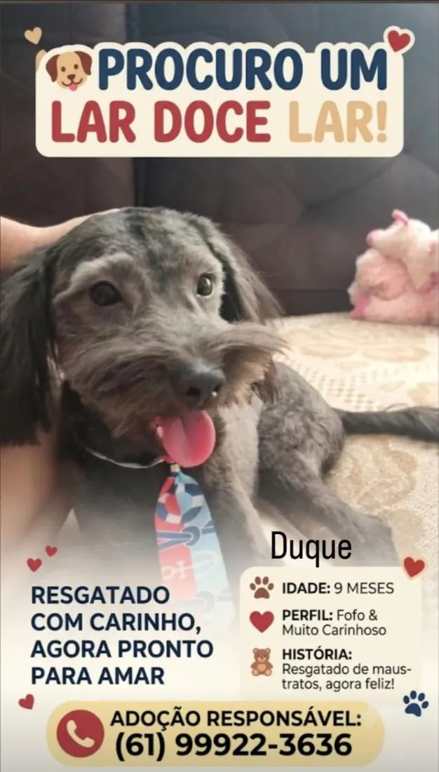 Cachorro raça SRD-ViraLata idade 7 a 11 meses nome Duque