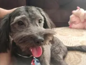 Cachorro raça SRD-ViraLata idade 7 a 11 meses nome Duque