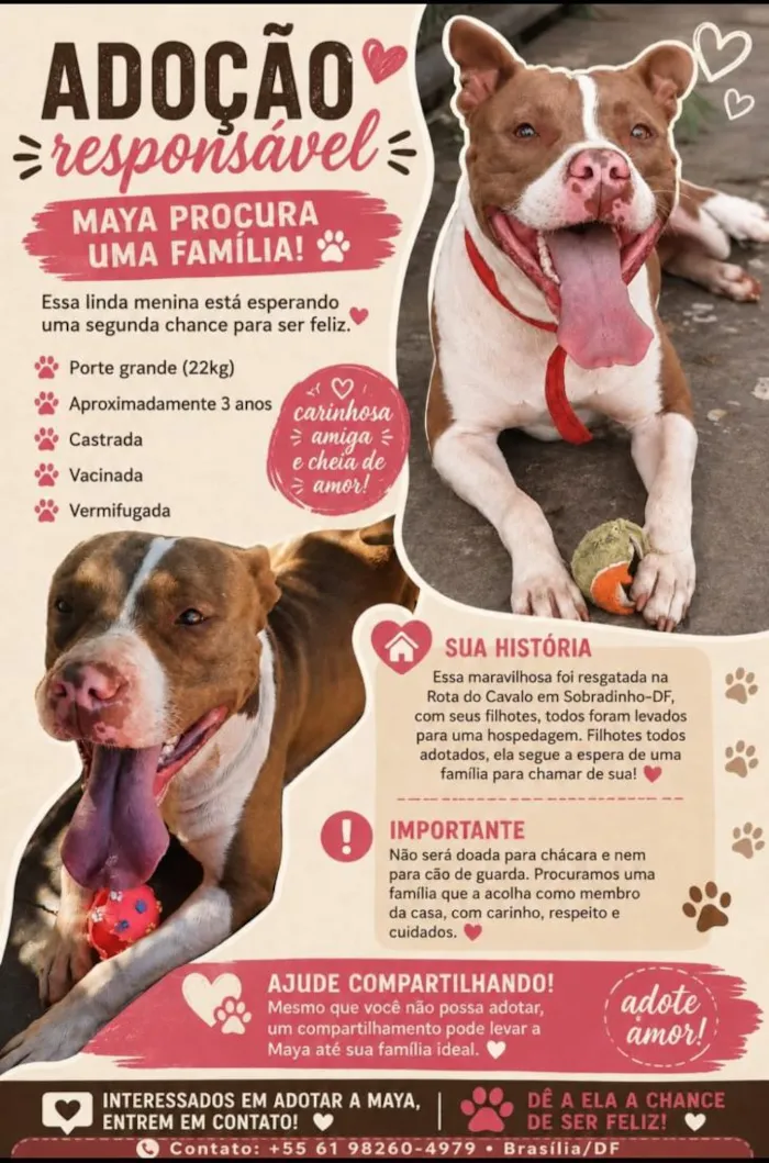 Cachorro raça SRD-ViraLata idade 3 anos nome Maya