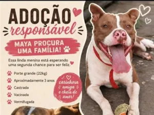 Cachorro raça SRD-ViraLata idade 3 anos nome Maya
