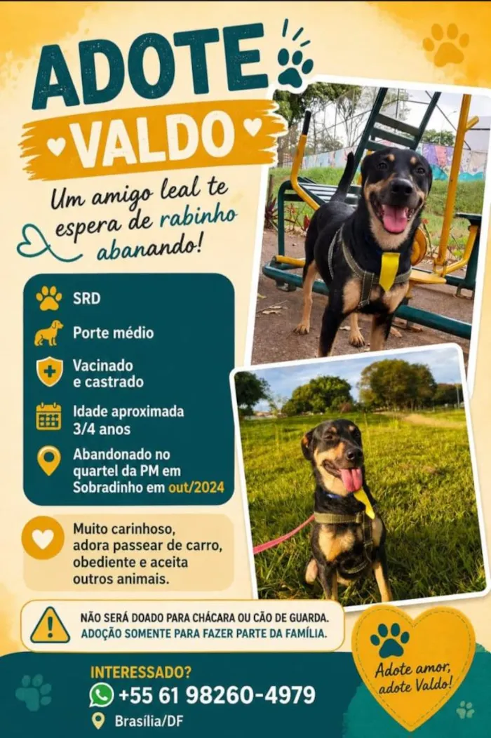 Cachorro raça SRD-ViraLata idade 3 anos nome Valdo