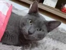Gato raça SRD-ViraLata idade 1 ano nome Garoa