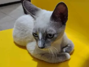 Gato raça Siamês idade 2 a 6 meses nome Nino