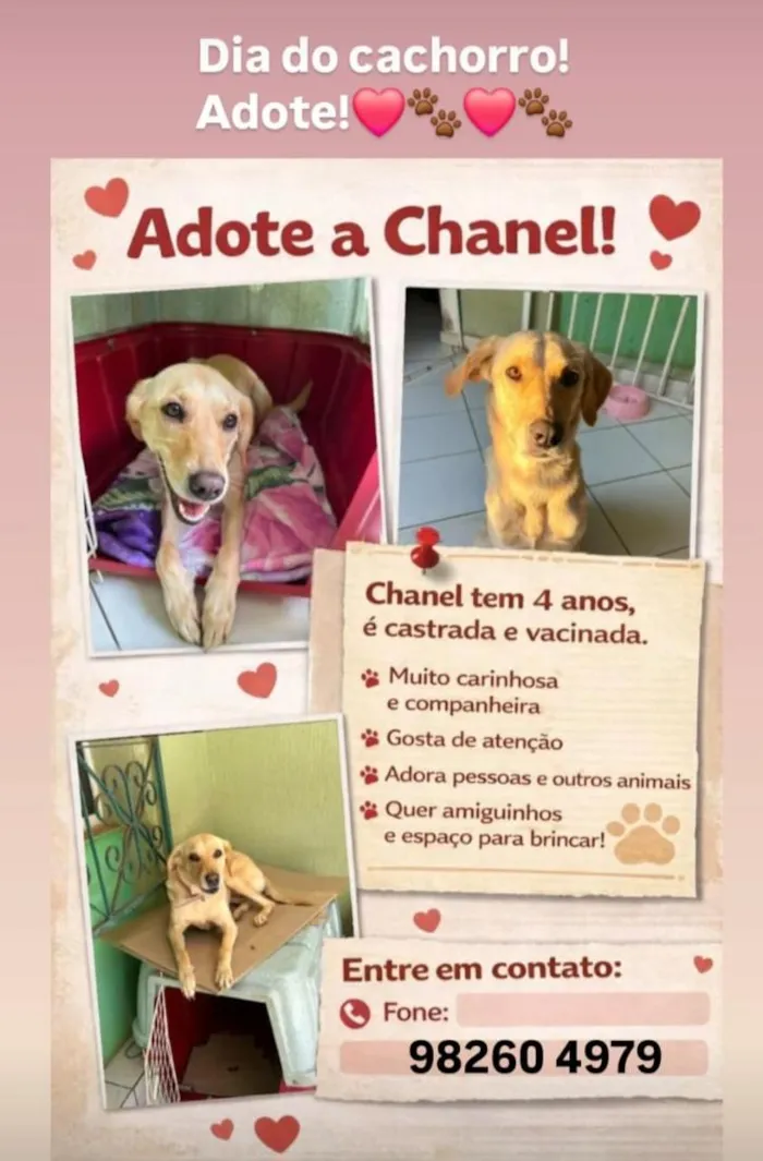 Cachorro raça SRD-ViraLata idade 4 anos nome Chanel