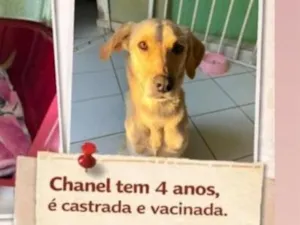 Cachorro raça SRD-ViraLata idade 4 anos nome Chanel