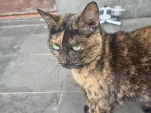 Gato raça SRD-ViraLata idade 3 anos nome Linda