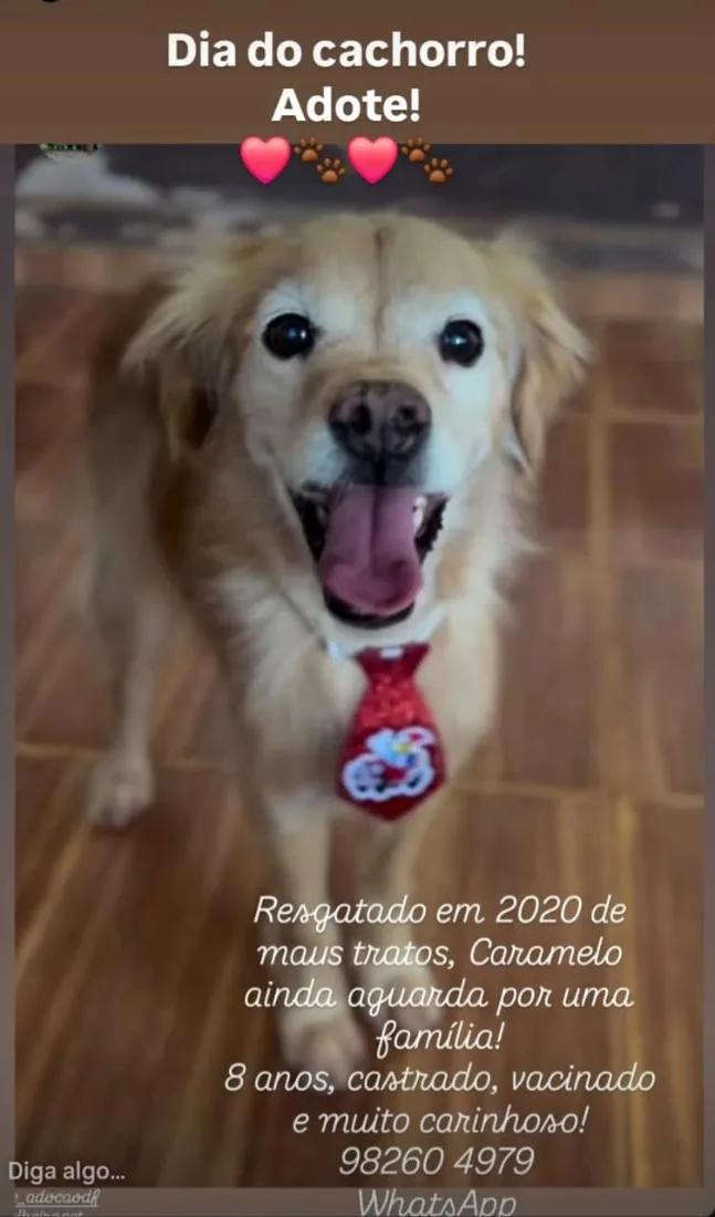 Cachorro raça SRD-ViraLata idade 6 ou mais anos nome Caramelo