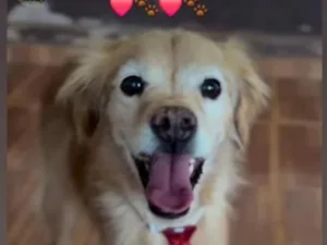 Cachorro raça SRD-ViraLata idade 6 ou mais anos nome Caramelo