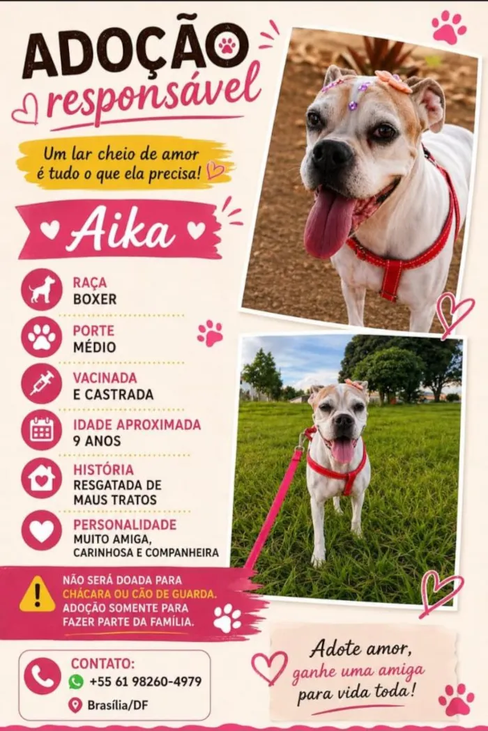 Cachorro raça Boxer idade 6 ou mais anos nome Aika