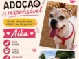 Aika