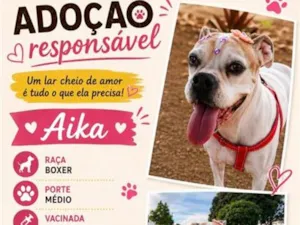 Cachorro raça Boxer idade 6 ou mais anos nome Aika