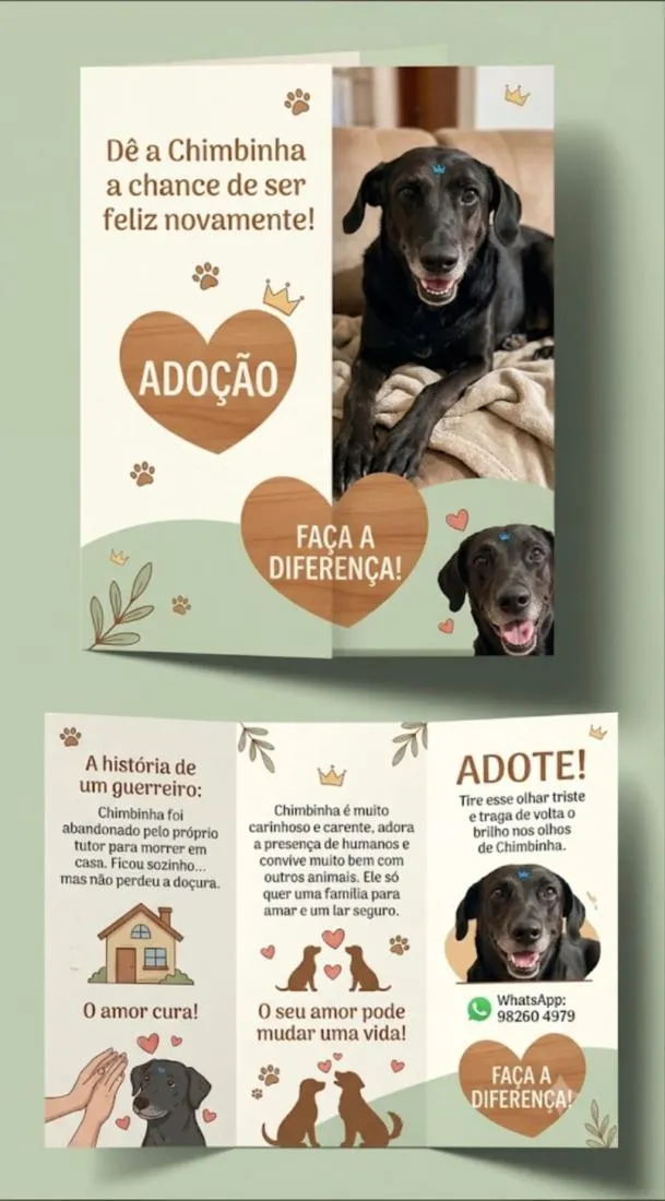 Cachorro raça SRD-ViraLata idade 6 ou mais anos nome Chimbinha
