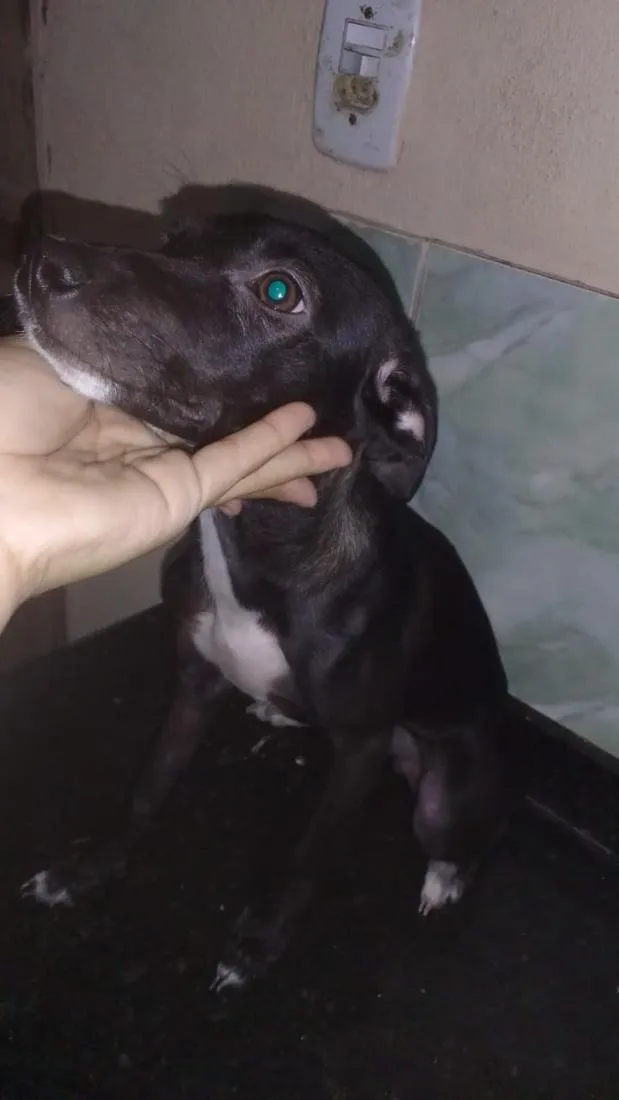 Cachorro raça SRD-ViraLata idade 1 ano nome Sheldon 
