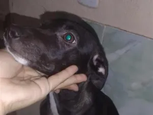 Cachorro raça SRD-ViraLata idade 1 ano nome Sheldon 