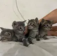 4 gatinhos filhotes 