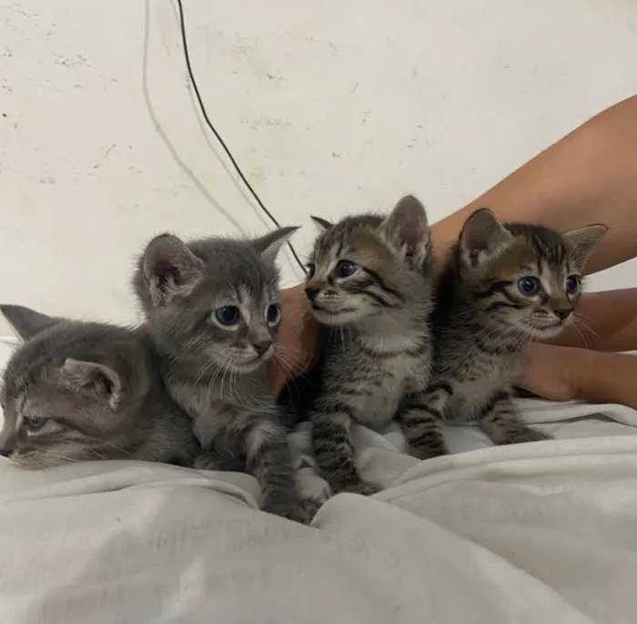 Gato raça SRD-ViraLata idade Abaixo de 2 meses nome 4 gatinhos filhotes 