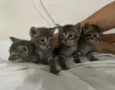 4 gatinhos filhotes 