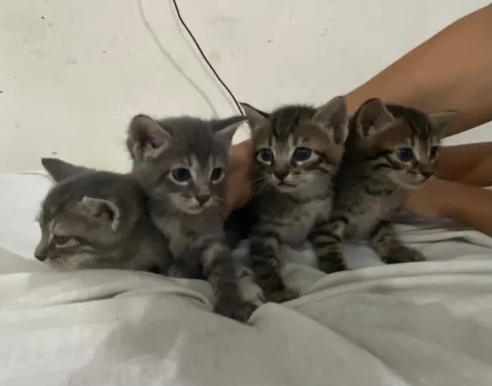 Gato raça SRD-ViraLata idade Abaixo de 2 meses nome 4 gatinhos filhotes 