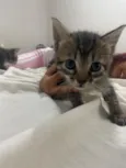 4 gatinhos filhotes 
