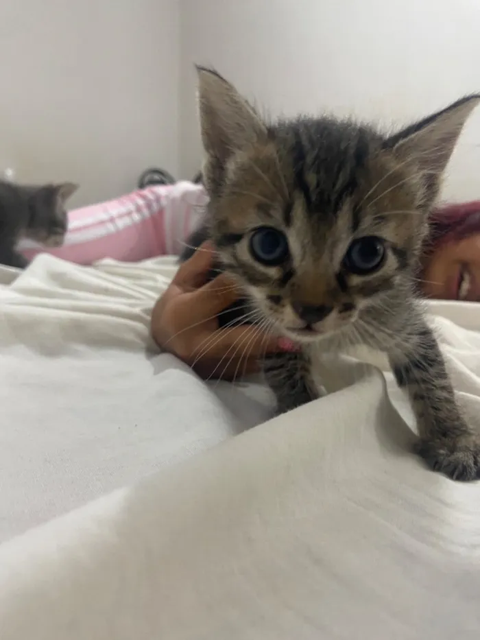 Gato raça SRD-ViraLata idade Abaixo de 2 meses nome 4 gatinhos filhotes 