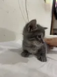 4 gatinhos filhotes 