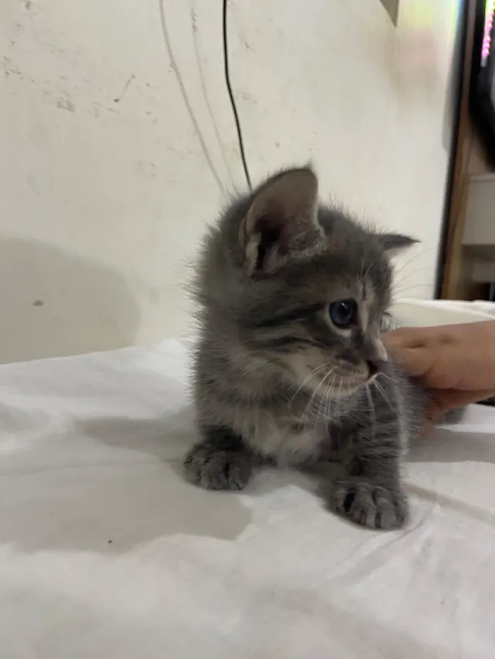 Gato raça SRD-ViraLata idade Abaixo de 2 meses nome 4 gatinhos filhotes 