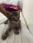 4 gatinhos filhotes 