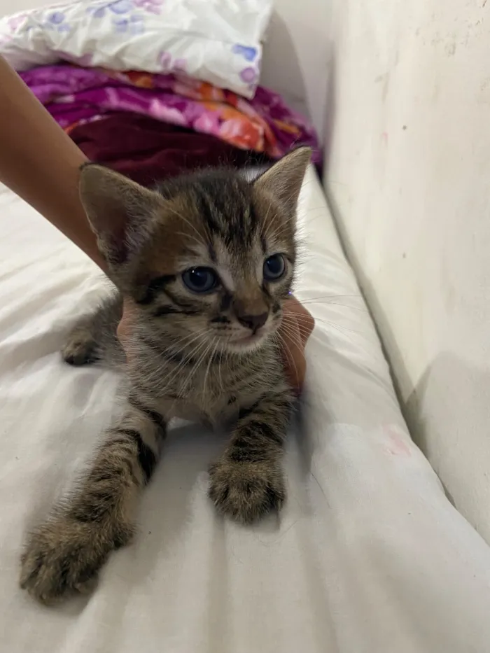 Gato raça SRD-ViraLata idade Abaixo de 2 meses nome 4 gatinhos filhotes 