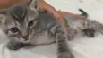 4 gatinhos filhotes 