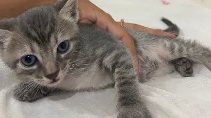 Gato raça SRD-ViraLata idade Abaixo de 2 meses nome 4 gatinhos filhotes 