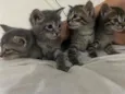 4 gatinhos filhotes 