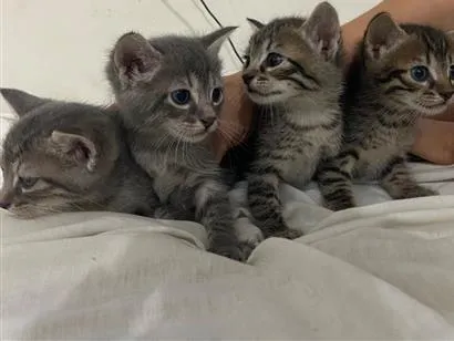Gato raça SRD-ViraLata idade Abaixo de 2 meses nome 4 gatinhos filhotes 