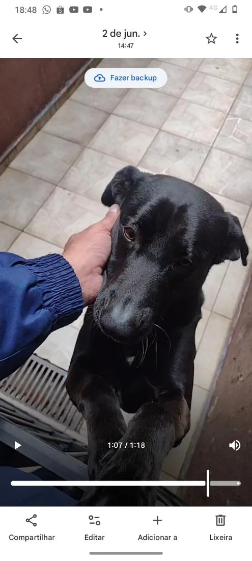 Cachorro raça SRD-ViraLata idade 3 anos nome Lupito