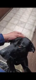 Lupito