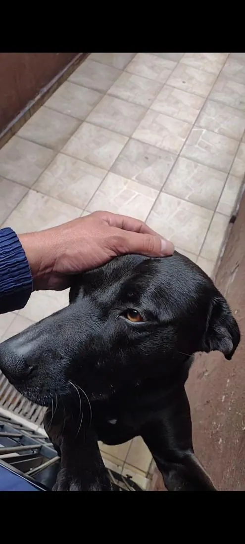 Cachorro raça SRD-ViraLata idade 3 anos nome Lupito