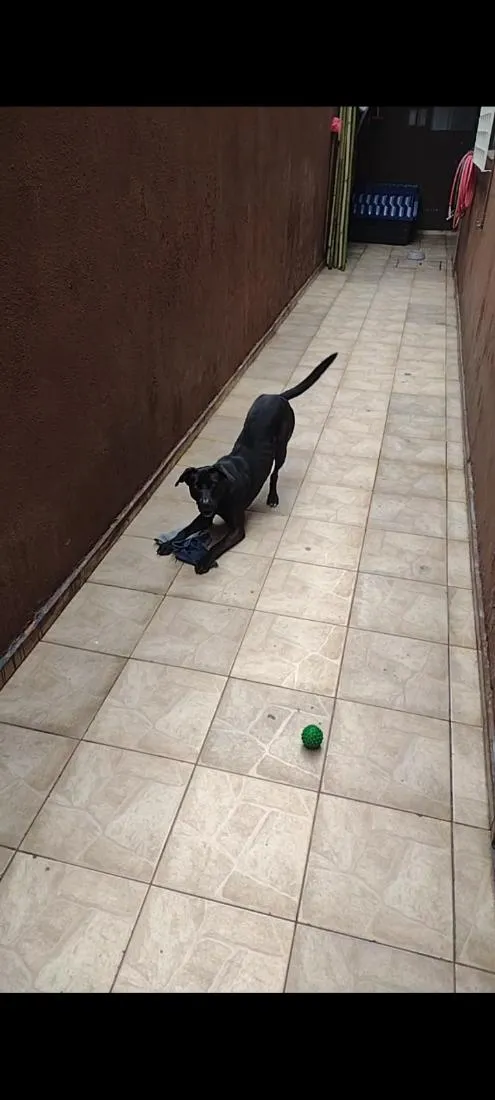Cachorro raça SRD-ViraLata idade 3 anos nome Lupito